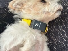 Resumo completo de tecnologia para animais de estimação da CNET: testamos todos os dispositivos com nossos animais de estimação